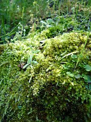 bryophtye - moss